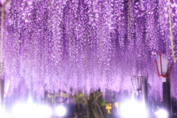 長藤ライトアップ