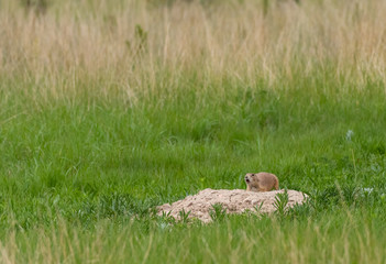 Prairie Dog Chirps Outside Mound