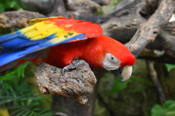 Guacamaya