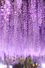 長藤ライトアップ