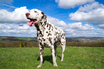 Adult dalmatian enjoying the English spring sun on the hillside field.