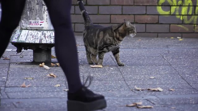 Stray cat in the city