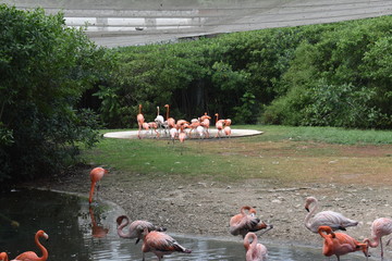 Flamencos