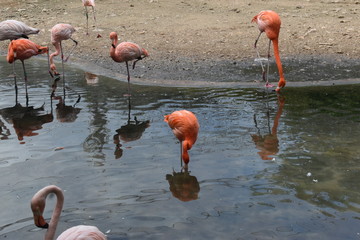 Flamencos