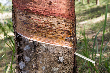 Rubber tree is giving rubber milk.