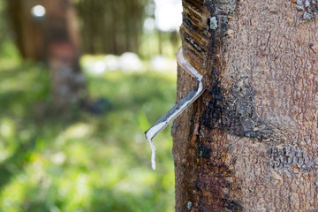Rubber tree is giving rubber milk.