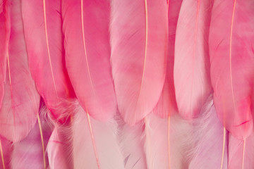 Multi colored and colorful tropical feather background. Background from feathers of tropical birds. Bright colored feathers, exotic background. Bright pink colors