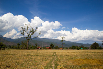 Beautiful Tree Against clear sky in rice field
