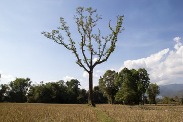 Obraz premium Beautiful Tree Against clear sky in rice field