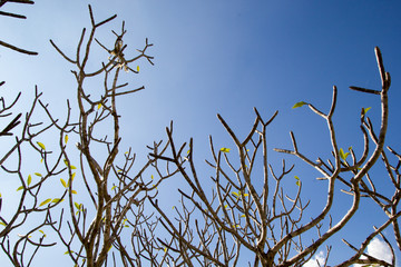 Branch of Plumeria Tree made the Art of Nature