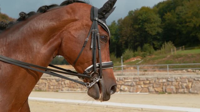 SUPER SLOW MOTION CLOSE UP: Unrecognizable girl on beautiful gelding riding in manege. Cool shot of young woman cantering around the paddock during a dressage competition. Beautiful stallion galloping
