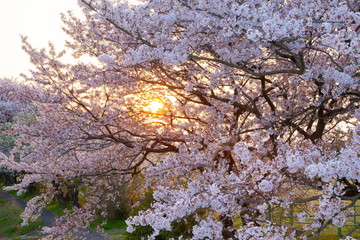 満開の桜と朝日