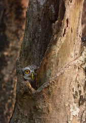Spotted owlet in the wood hollow