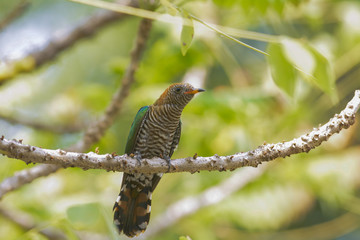 Asian Emerald Cuckoo ; Chrysococcyx maculatus.