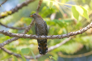 Asian Emerald Cuckoo ; Chrysococcyx maculatus.