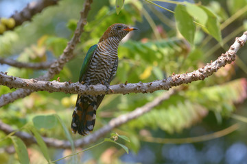 Asian Emerald Cuckoo ; Chrysococcyx maculatus.