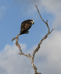 Osprey Posing in a Dead Tree Top