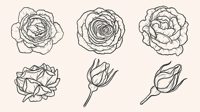 Rose ornament vector by hand drawing.Beautiful flower on brown background.Blaze rose vector art highly detailed in line art style.Flower tattoo for paint or pattern.