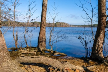 Scenic view of trees on the lakeshore by Falls Lake at Blue Jay Point County Park in Raleigh, North Carolina.
