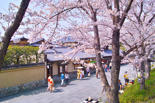京都東山、春の桜咲くねねの道
