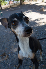 curious small dog smelling camera