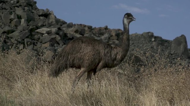Emu