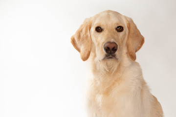 Yellow lab dog