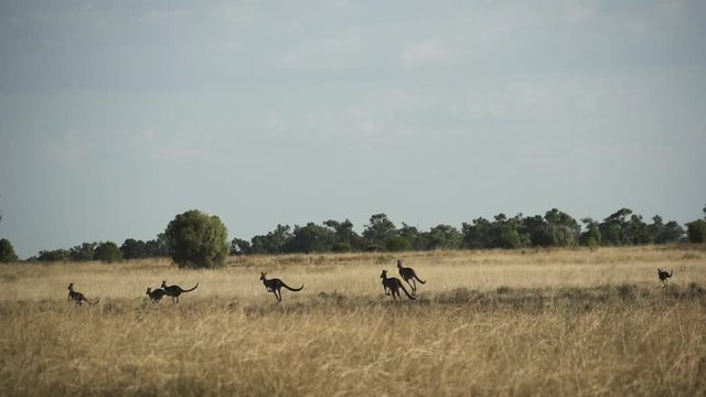 Kangaroos through Grass