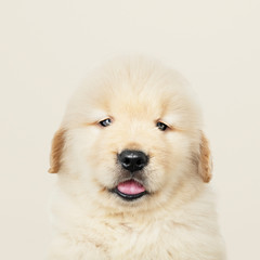 Portrait of an adorable Golden Retriever puppy