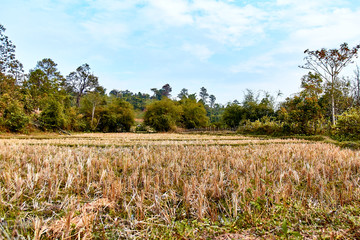 paddy fields , thailand