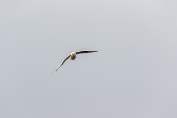 seagull in flight