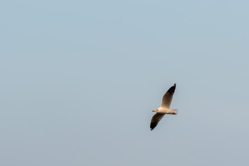 seagull in flight
