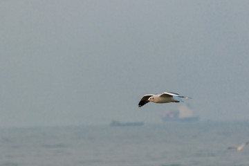 seagull in flight