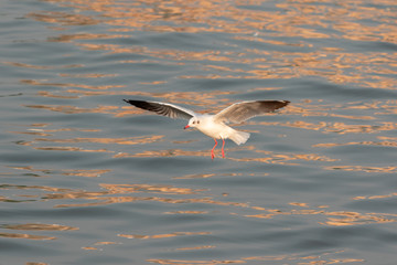 seagull in flight