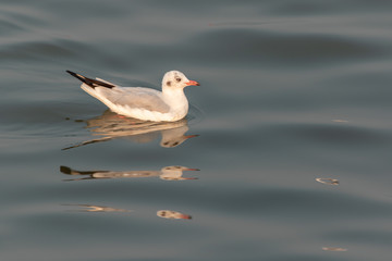seagull on the beach