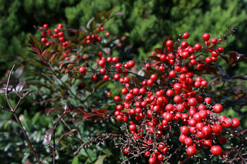 holly berries in japan or Ardisia Crenata ( Myrsinaceae ) plants small and bright red fruit