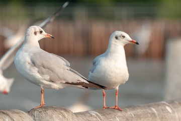 seagull on the beach