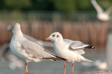 seagull on the beach