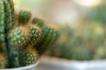 close up of cactus © Thunwa
