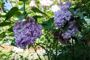 Blooming lilacs - 243230201
