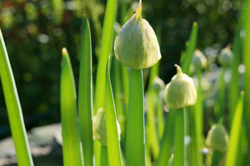 Flower of onion, a Welsh onion in the sunlight - 243230207