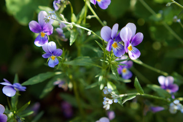 Purple flowers in sunlight - 243230210
