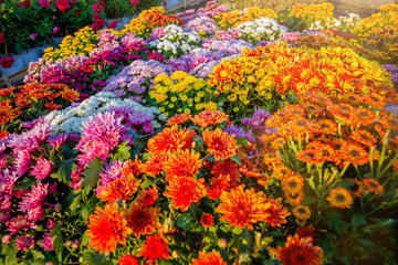 Fototapeta na wymiar Chrysanthemum morifolium Ramat flowers. colorful of flower background