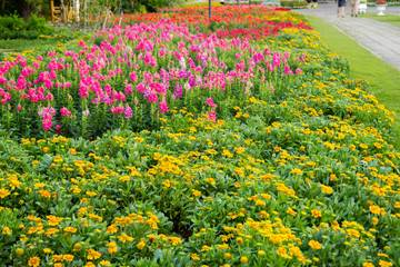 Fototapeta premium colorful flower in the garden,