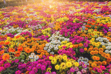 Abstract background image of the colorful flowers with worm light in the morning
