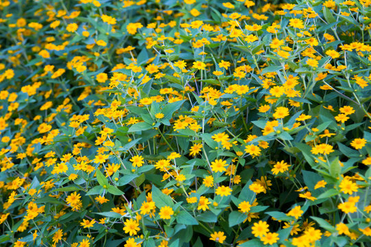 Beautiful yellow cosmos flowers in the garden