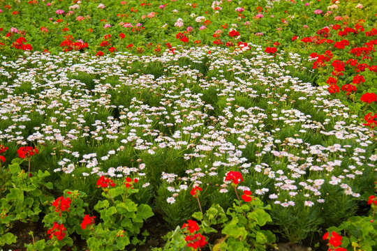colorful flower in the garden,