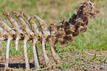 Deer carcass skeleton in nature