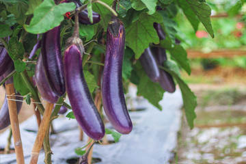 Purple eggplants field  growing on tree in organic vegetable farm outdoor garden background
