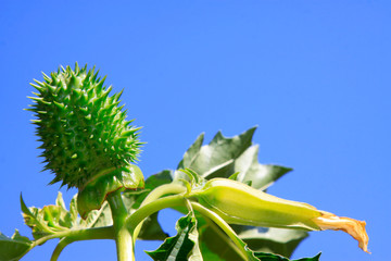 brugmansia fruit in blue sky